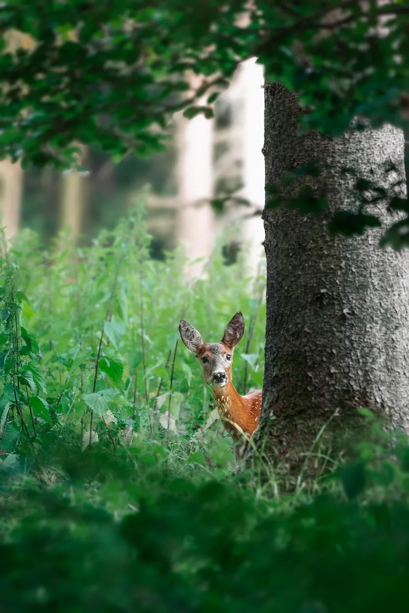 Ein Reh äugt hinter einem Baumstamm hervor